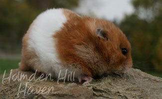 Fergie- Golden Tortoiseshell and White (Banded) Longhaired